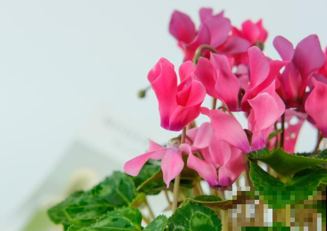 阳台党养花，可选空间太多了，小阳台也能变花海