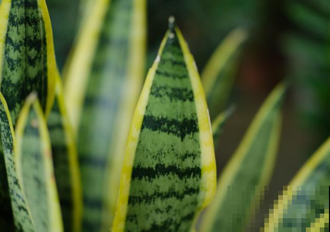 两种虎皮兰长相不一样,养殖却差不多,学会这3点长势更好 两种虎皮兰长相不一样,养殖却差不多,学会这3点长势更好