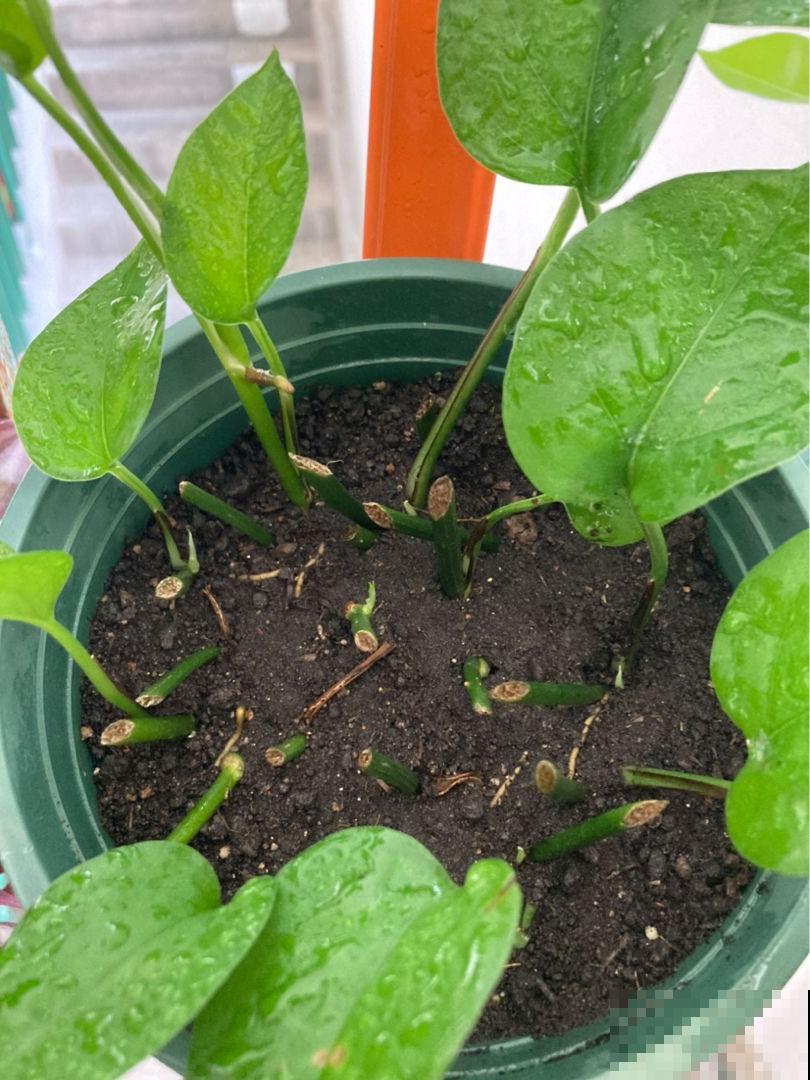 3种观叶植物，现在是扦插好时候，再晚几天影响生根
