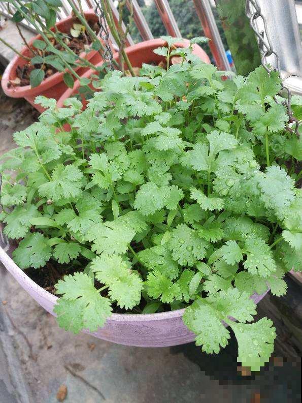 菜市场大妈最爱3种“剩菜根”，捡回家自己种，省钱又实用