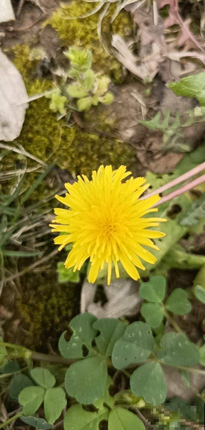 春天路边开满花，30种花能认识一半，就是植物大神