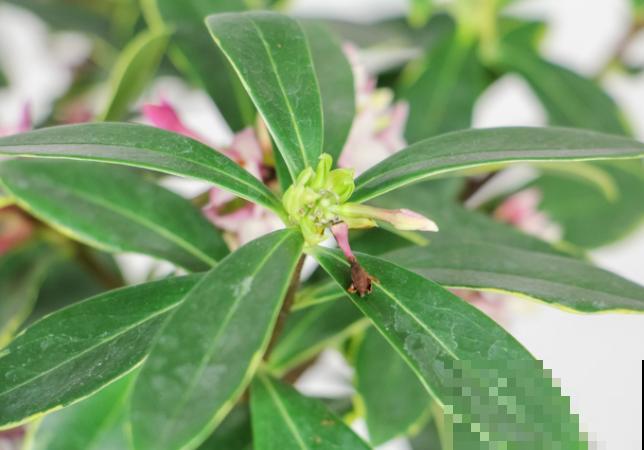 金边瑞香室内养殖，记住这4点，开花超多