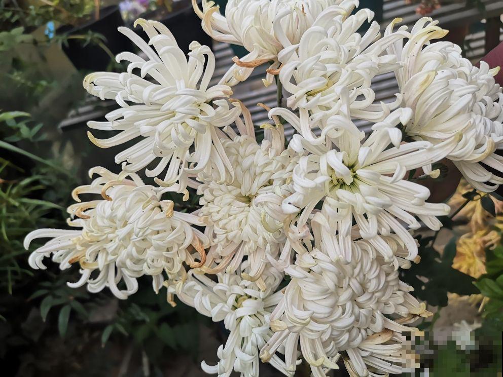 养花本是怡情，却成了和婆婆冷战的根源，心里真难受