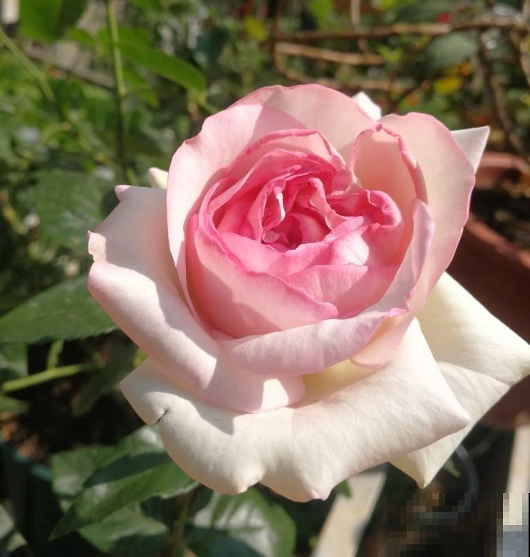 “家中养3花，旺人又旺家”，老祖宗留下的经验，值得钻研