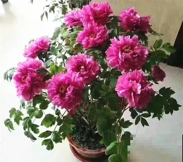 花中之王牡丹,过年家里备一盆,艳压群芳! 花中之王牡丹,过年家里备一盆,艳压群芳!