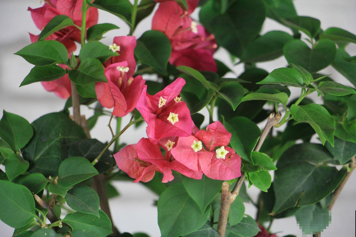 5种常见花的修剪方式，虽然简单却很重要，花开有型又健康