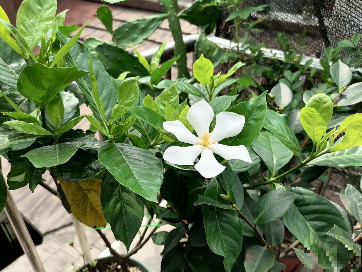 天然的香水“栀子花”，切记不要放卧室，有毒对身体不好