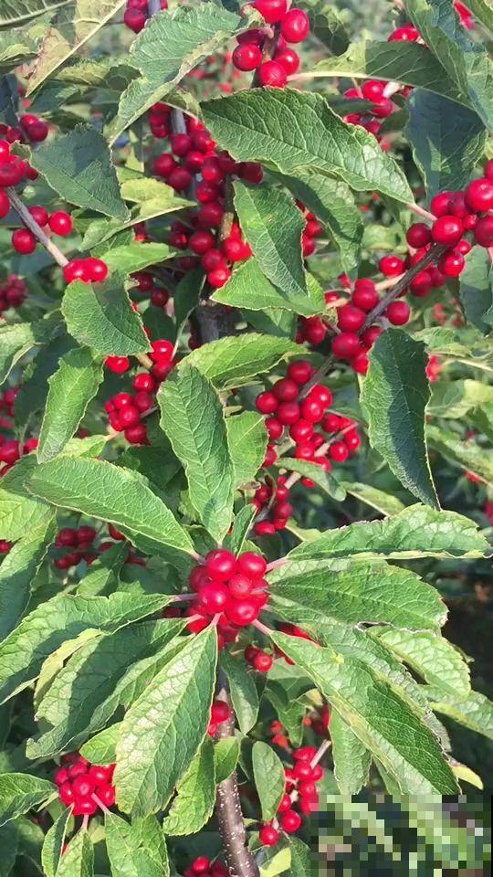 “一支冬青，红火过年”，北美冬青为何是花中“爱马仕”