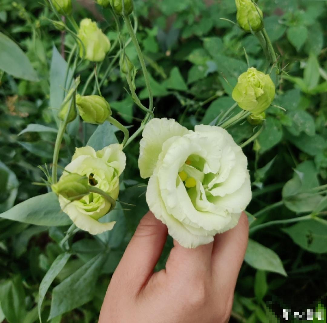 50种花春天播种,长满小院子,能开一整年 50种花春天播种,长满小院子,能开一整年