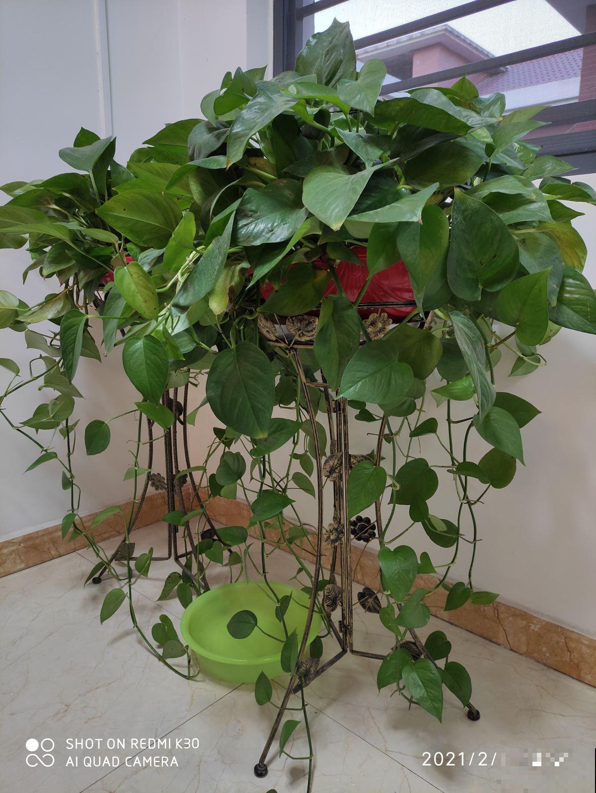 1盆“除味花”,远离卫生间臭味 1盆“除味花”,远离卫生间臭味