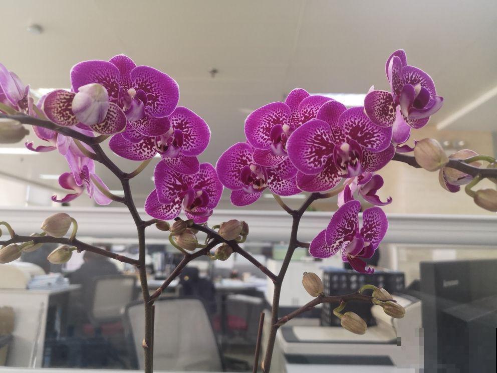 工薪族舍不得买的4种花,个个昂贵有气质,有钱了一定要买个遍 工薪族舍不得买的4种花,个个昂贵有气质,有钱了一定要买个遍