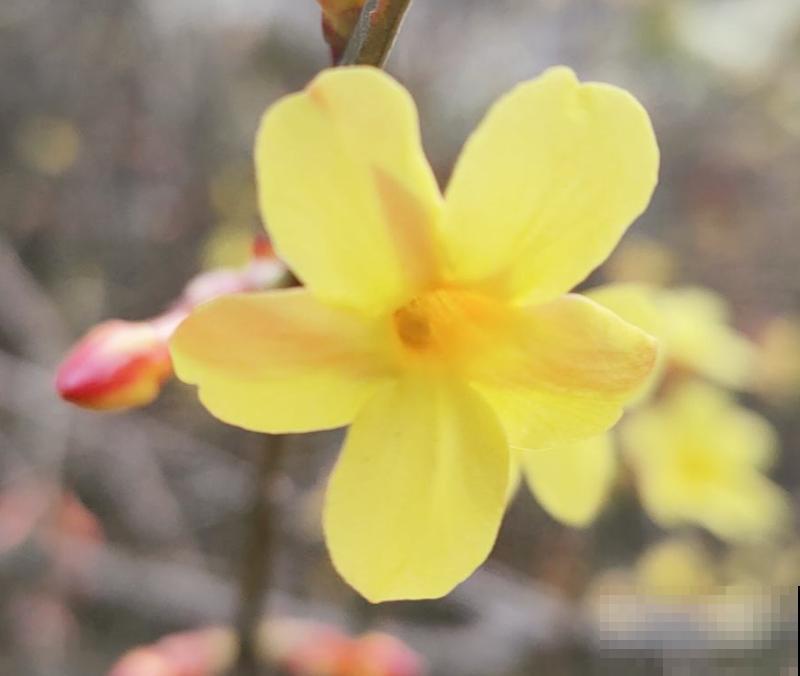 初春就养4种“转运花”，开花后美得不像话，养人又旺家