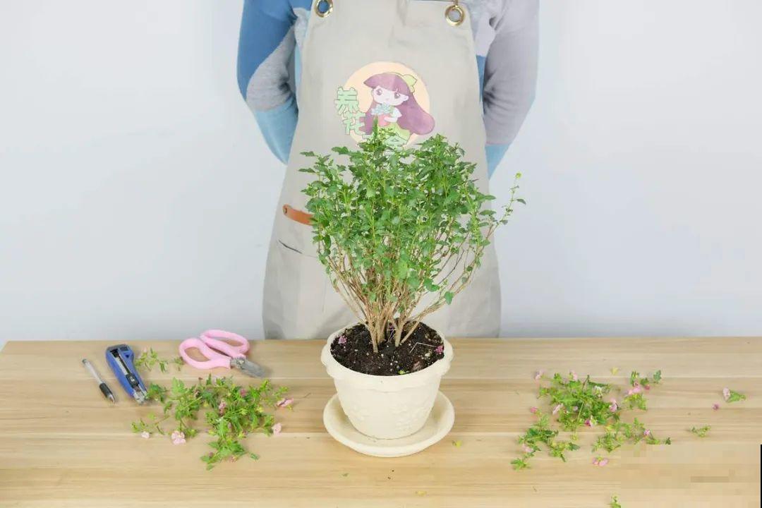 花量大的小木槿,一次性开花上千朵,开成粉色小花树! 花量大的小木槿,一次性开花上千朵,开成粉色小花树!