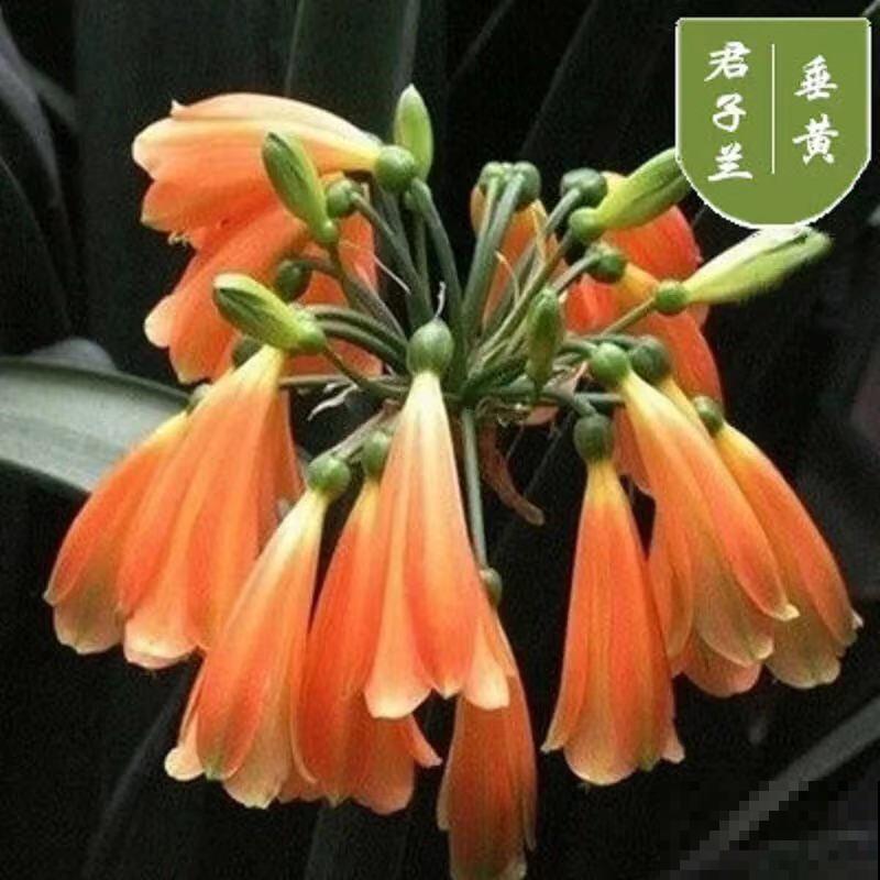 朋友送的君子兰,回家养殖注意这4点,状态恢复快 朋友送的君子兰,回家养殖注意这4点,状态恢复快