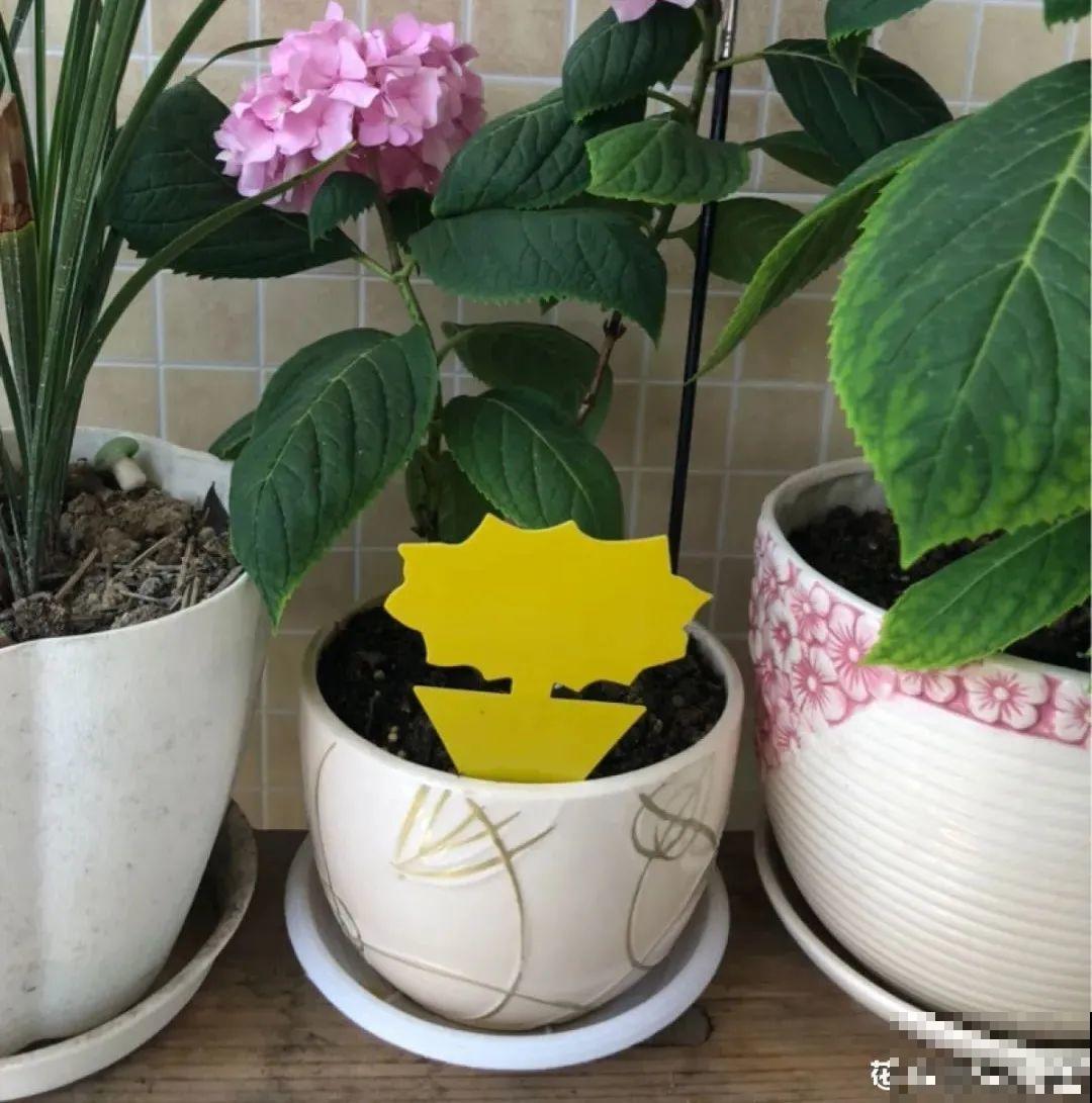 春天请个“护花神”,杀虫效果好,安全放心无污染 春天请个“护花神”,杀虫效果好,安全放心无污染