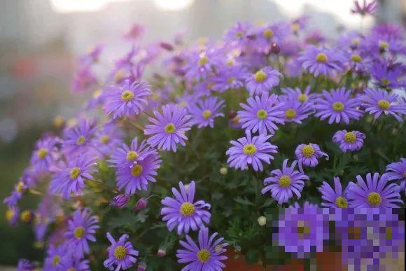 草花中的“小霸王”,耐热耐寒耐阴,开花能开大半年! 草花中的“小霸王”,耐热耐寒耐阴,开花能开大半年!