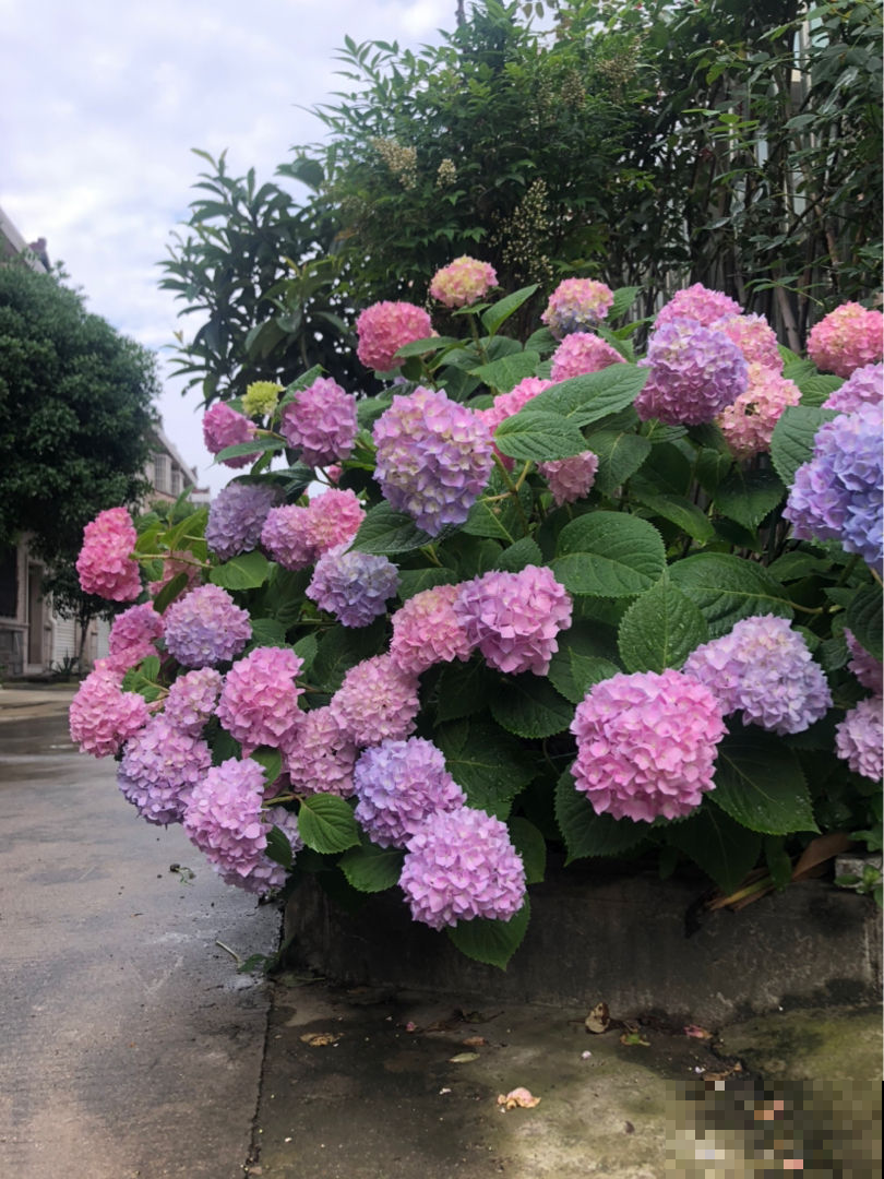 养无尽夏注意5要点，下个月就爆盆，花球比脸还大