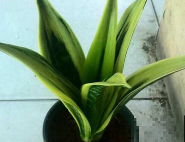 黄金虎皮兰要想黄腾腾，注意这4点，颜色更好看