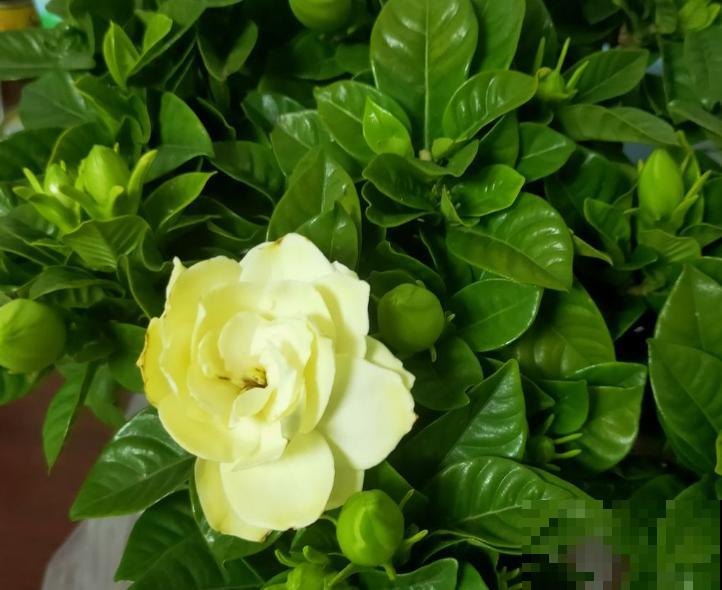 栀子花黄叶掉叶，赶紧给它喂口“醋”，呼呼长出嫩叶