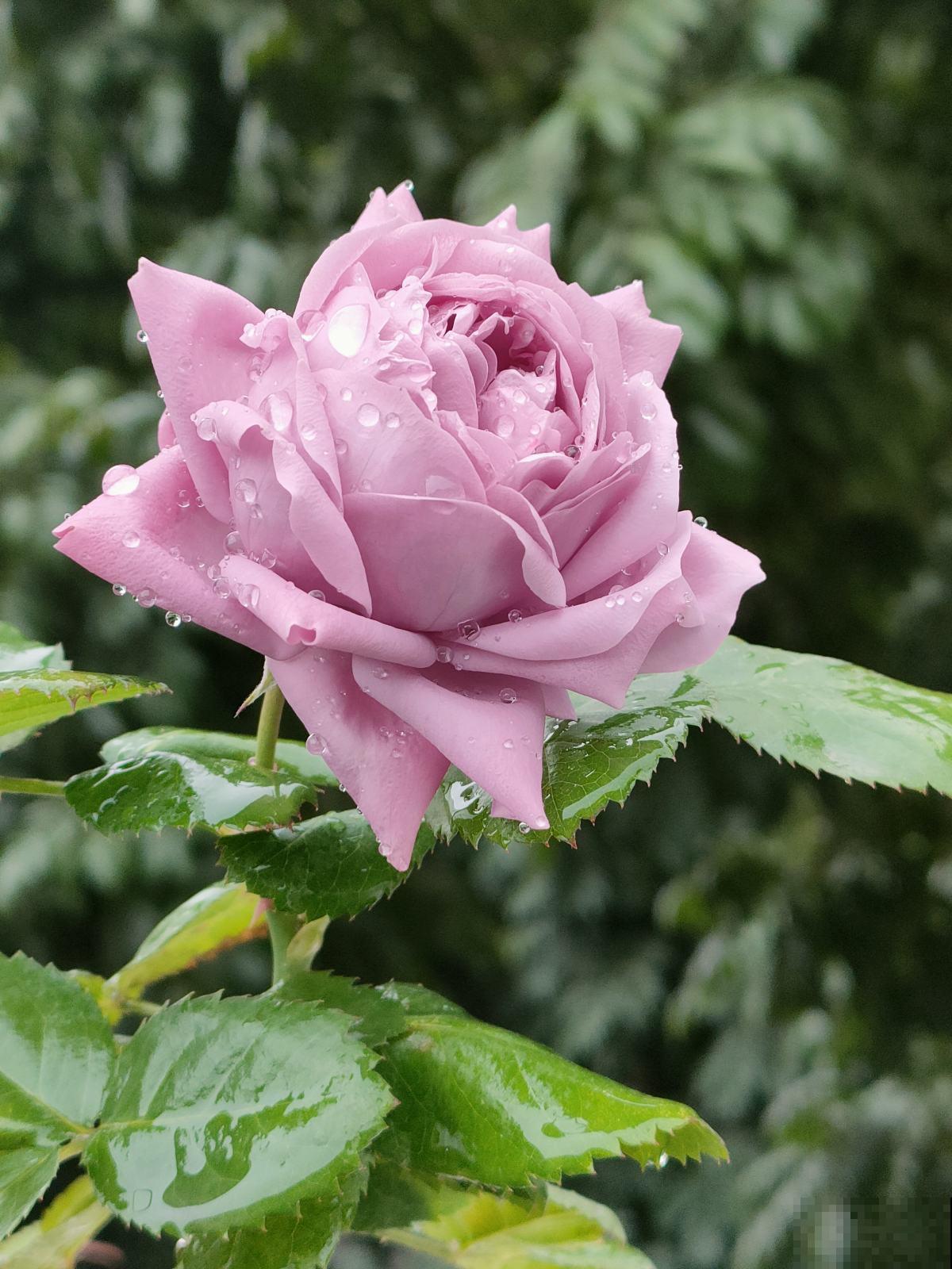 网上常见的3种花，购买需谨慎，看着销量高，其实都是坑