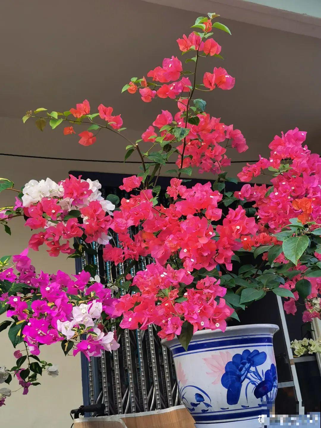 君子兰喝点油,爆花效果好,年年开出大花球 君子兰喝点油,爆花效果好,年年开出大花球