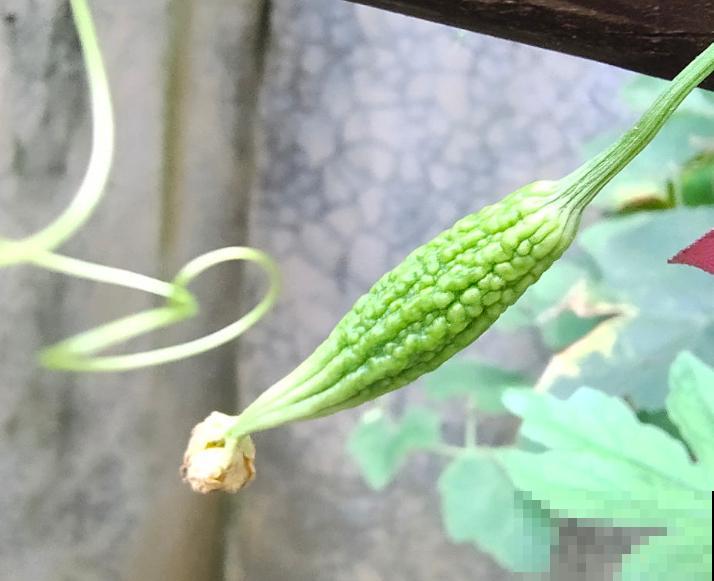 夏天吃点苦瓜败火好，学会这4步，自己在家也能种