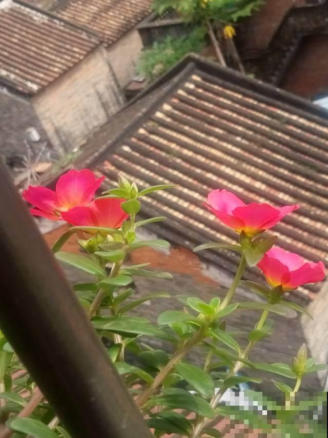 立春之后种这4种菜,长得飞快,一个月后就能吃了 立春之后种这4种菜,长得飞快,一个月后就能吃了