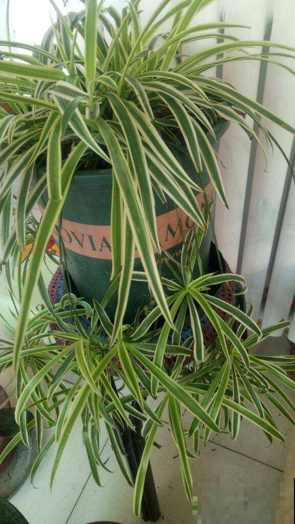 8种“不死花”,多肉都能养死的可以一试,小众又好养 8种“不死花”,多肉都能养死的可以一试,小众又好养