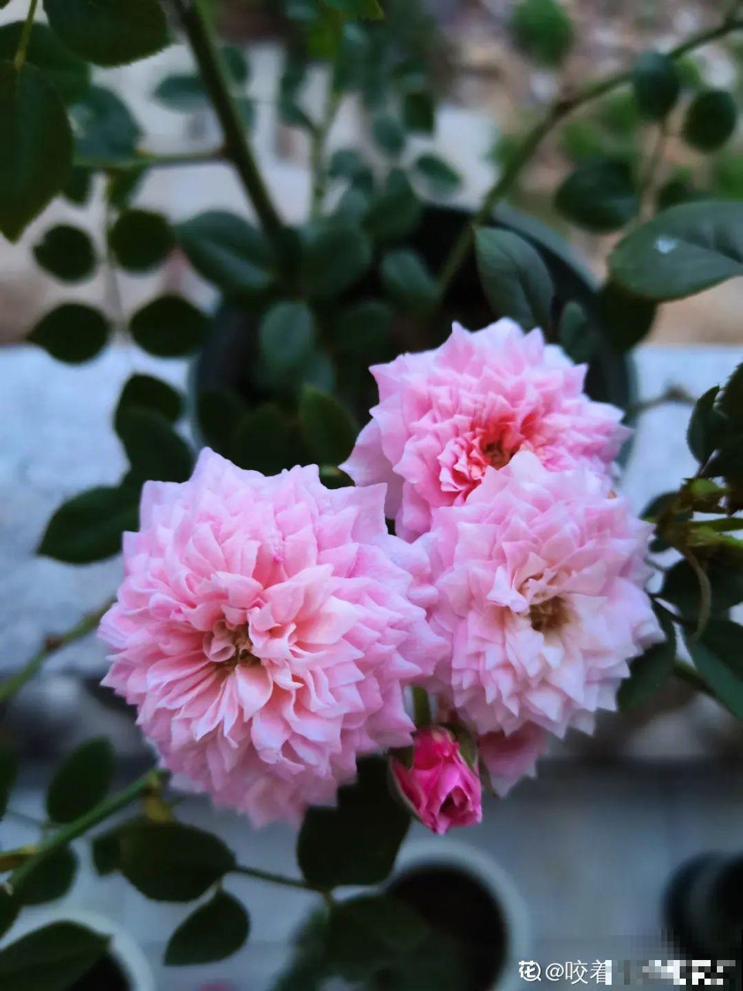 小阳台的开花机器,花期能达大半年,月月爆开不歇气,真香! 小阳台的开花机器,花期能达大半年,月月爆开不歇气,真香!