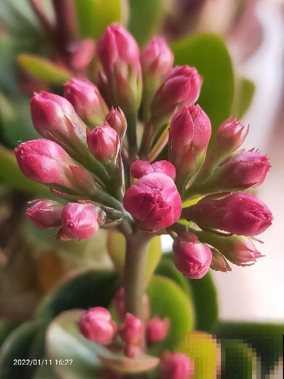 5种常见花的修剪方式，虽然简单却很重要，花开有型又健康