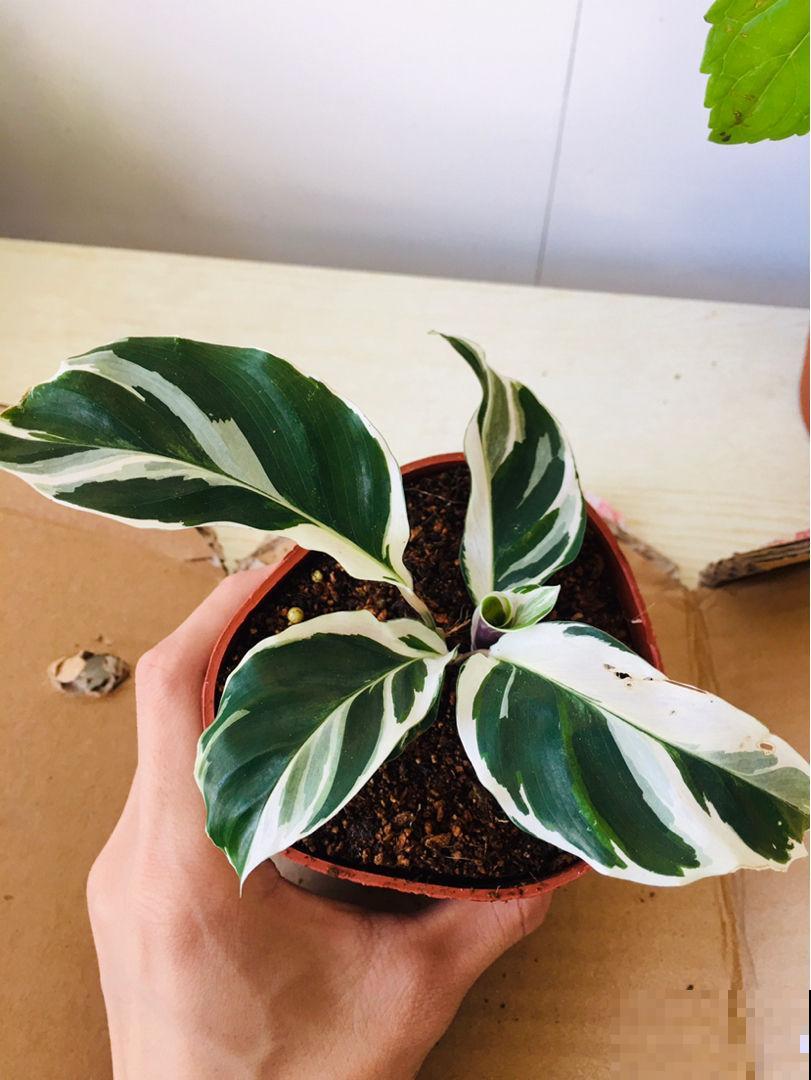 光线不好,养这4种花,颜值超高,还巨耐阴 光线不好,养这4种花,颜值超高,还巨耐阴