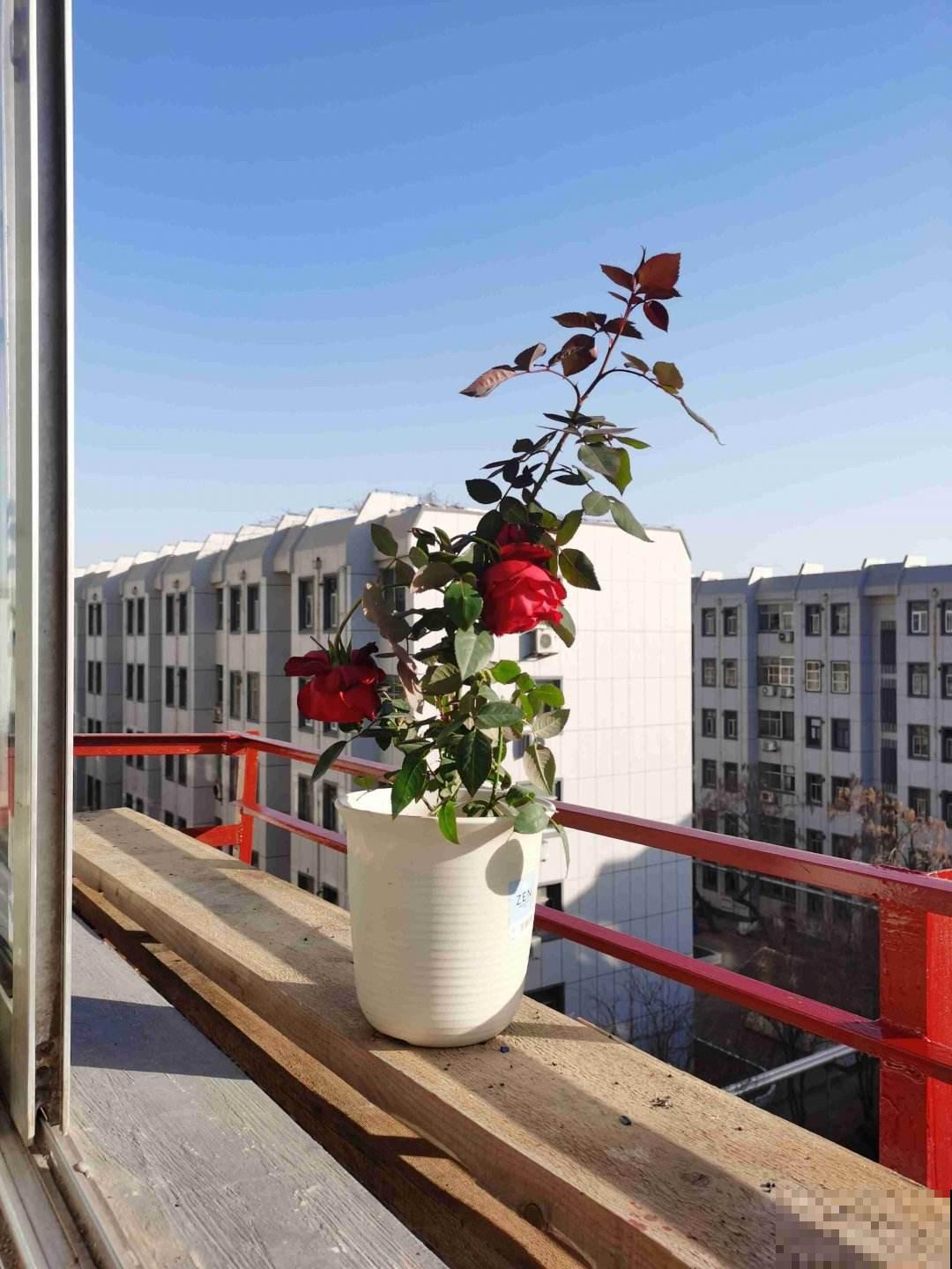 常见的浇水姿势,个个都置植物于“死地”,你中招了几个 常见的浇水姿势,个个都置植物于“死地”,你中招了几个