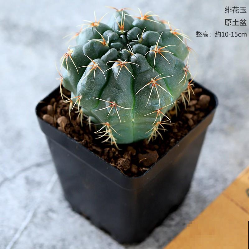 仙人球发黄,一般和这4种原因有关,养殖要注意 仙人球发黄,一般和这4种原因有关,养殖要注意