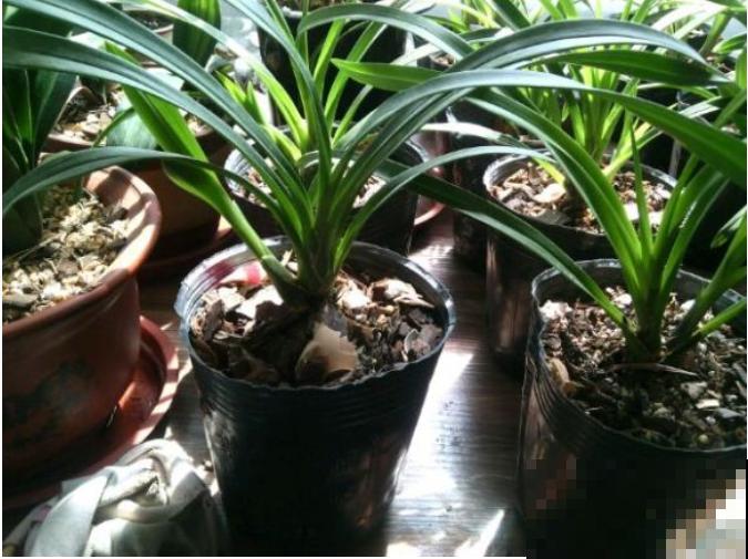 6种花，二月底快扦插，十几天就生根