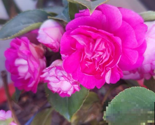 水梅花掉叶子，不要急，知道这4步轻松养殖