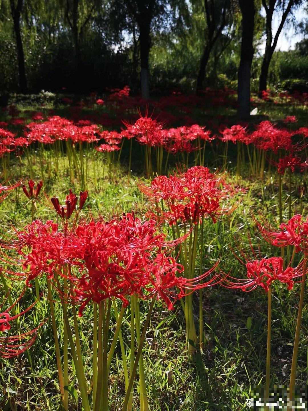 8种不“吉利花”，养在家里“有麻烦”，到底扔不扔？
