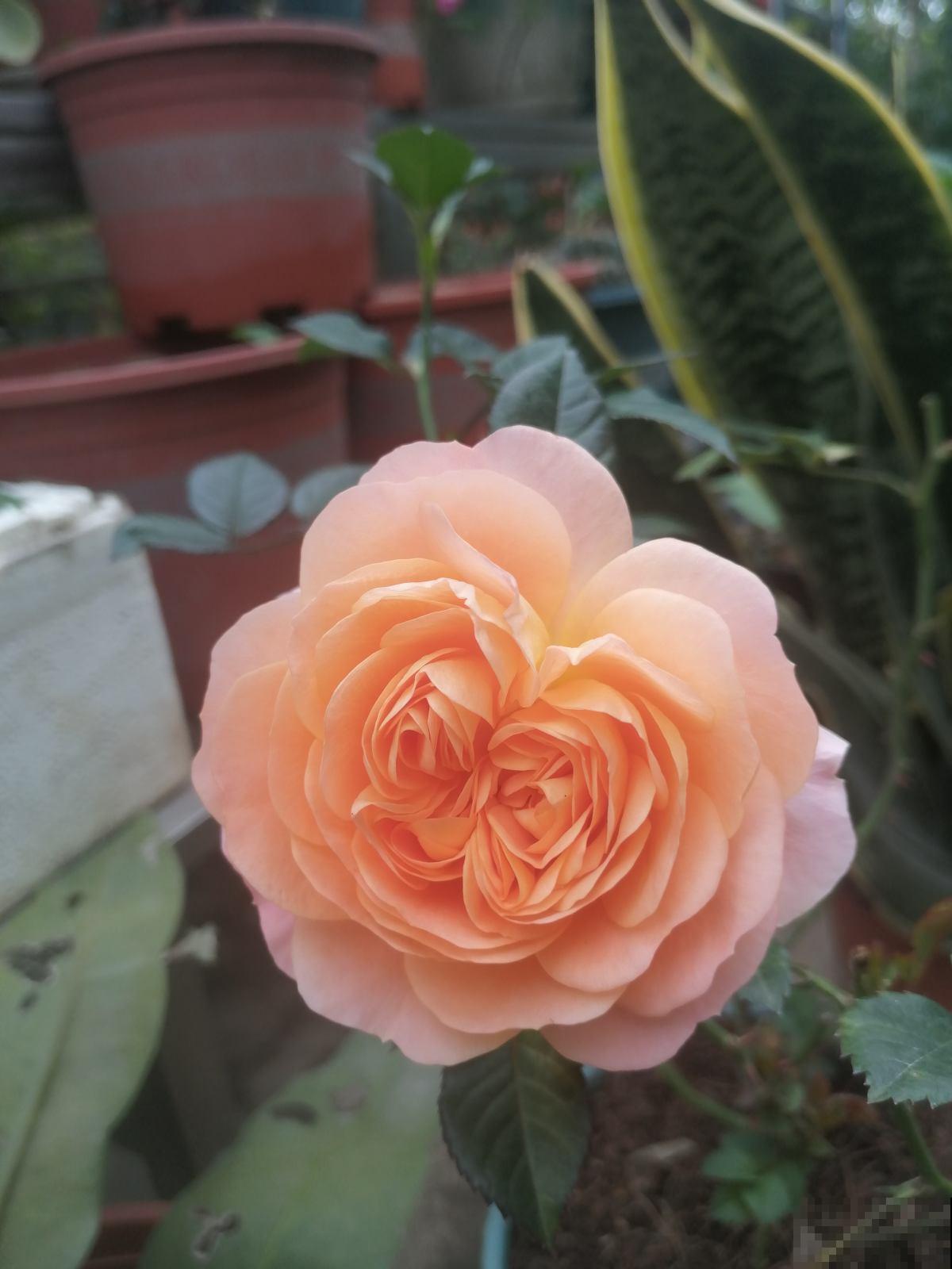 初春就养4种“转运花”,开花后美得不像话,养人又旺家 初春就养4种“转运花”,开花后美得不像话,养人又旺家