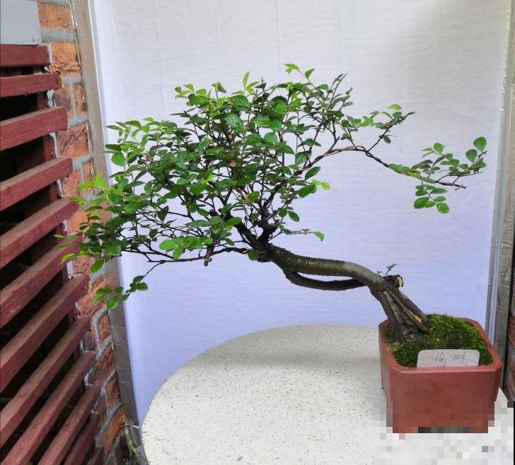 4种花养成盆景格外值钱，5年价格翻一番，还能养成传家宝