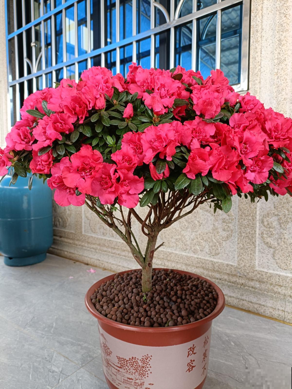 5种矫情花，不能干，不能湿，实在是娇气