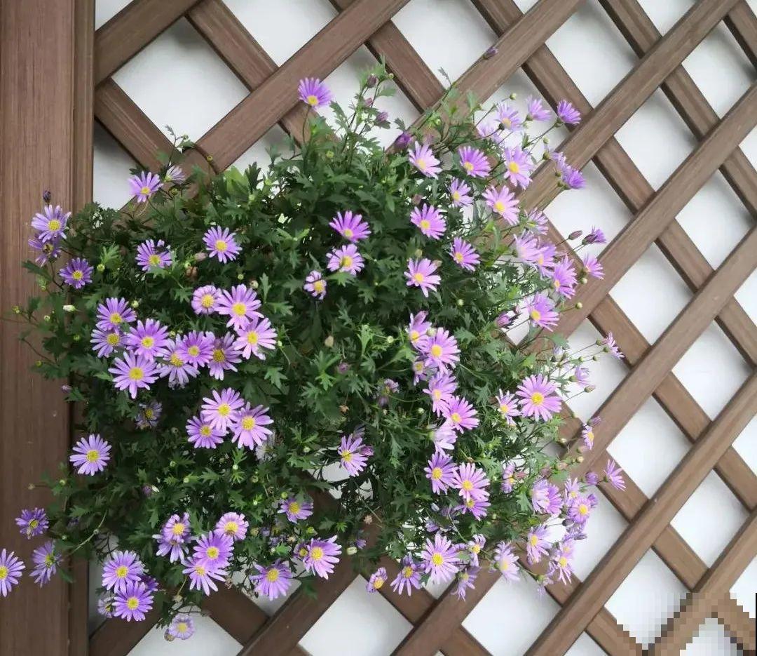 草花中的“小霸王”,耐热耐寒耐阴,开花能开大半年! 草花中的“小霸王”,耐热耐寒耐阴,开花能开大半年!