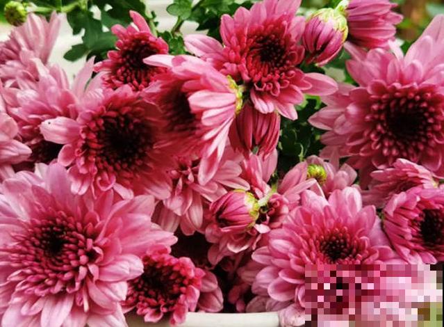 荷兰菊开完了花，这4步抓紧做，后期长势才能好