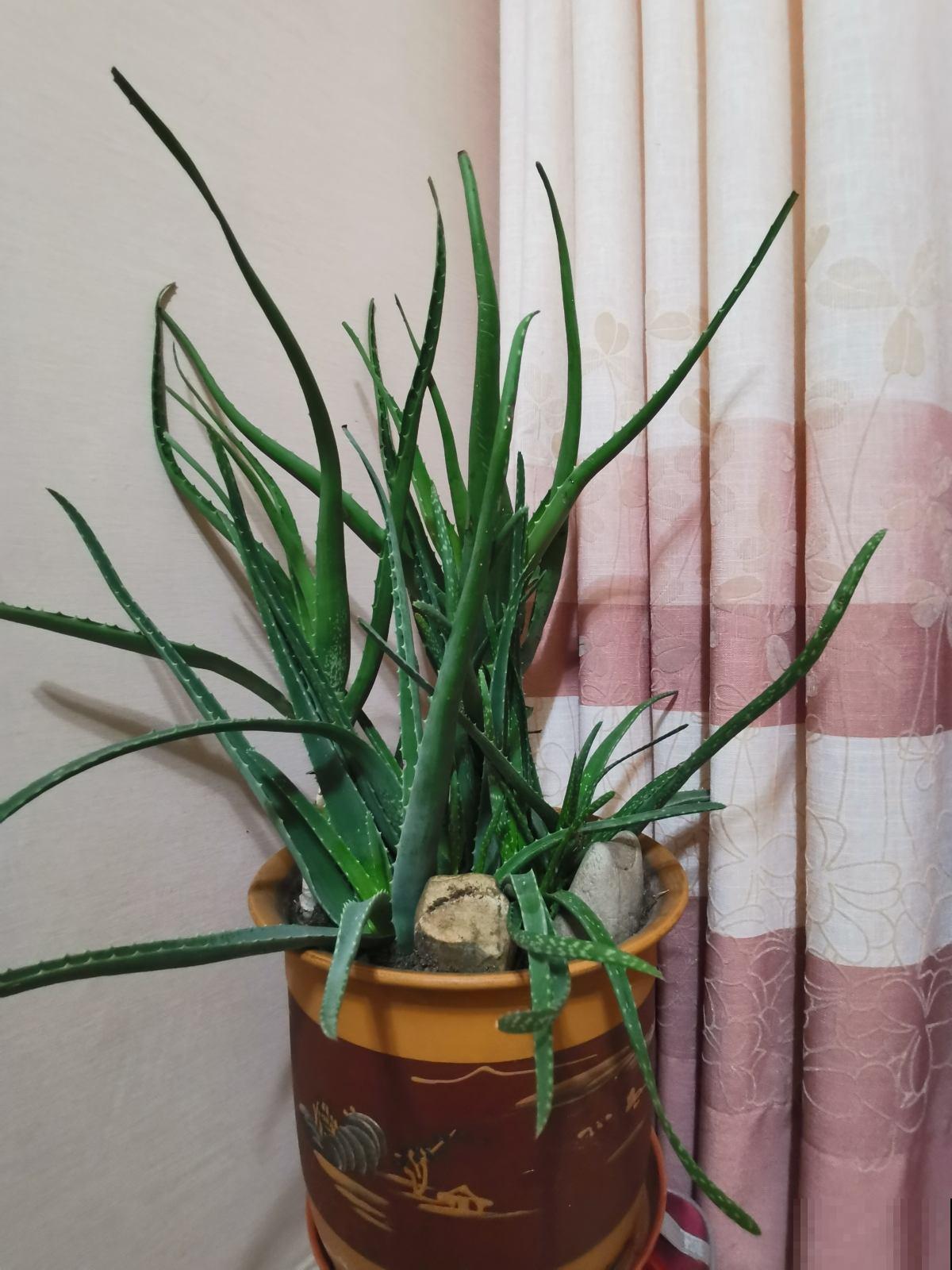 家里有女人的，就养一盆芦荟，美容又养颜好处多多