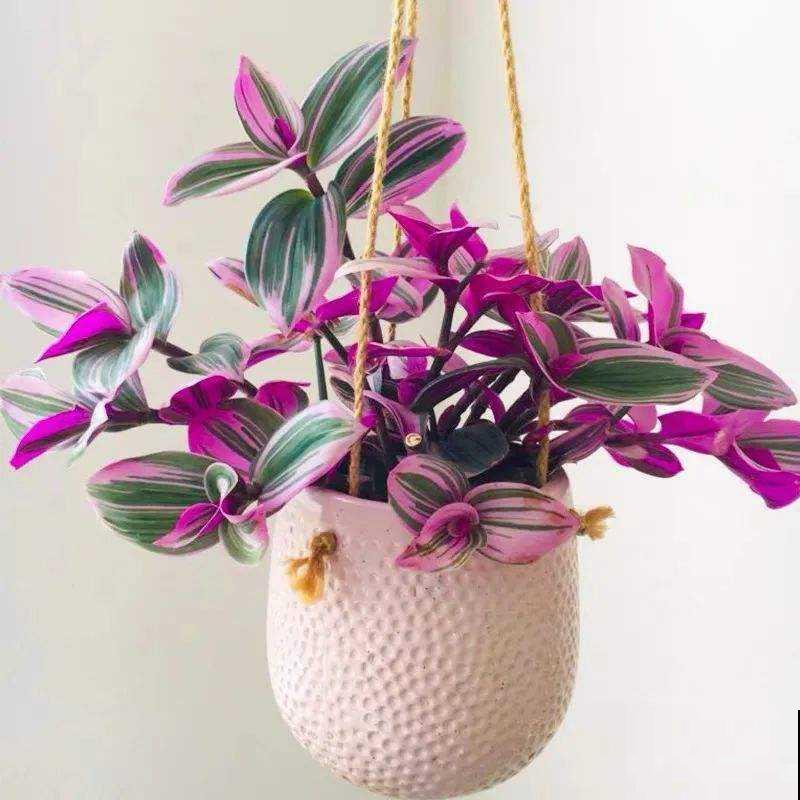 8种耐阴花，家里没光，养一盆就对了，呼呼爆盆很轻松