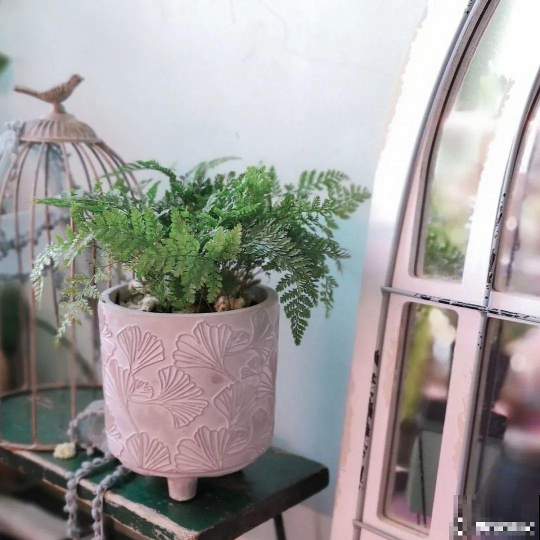 客厅养花别乱摆，选对位置，财运滚滚来！