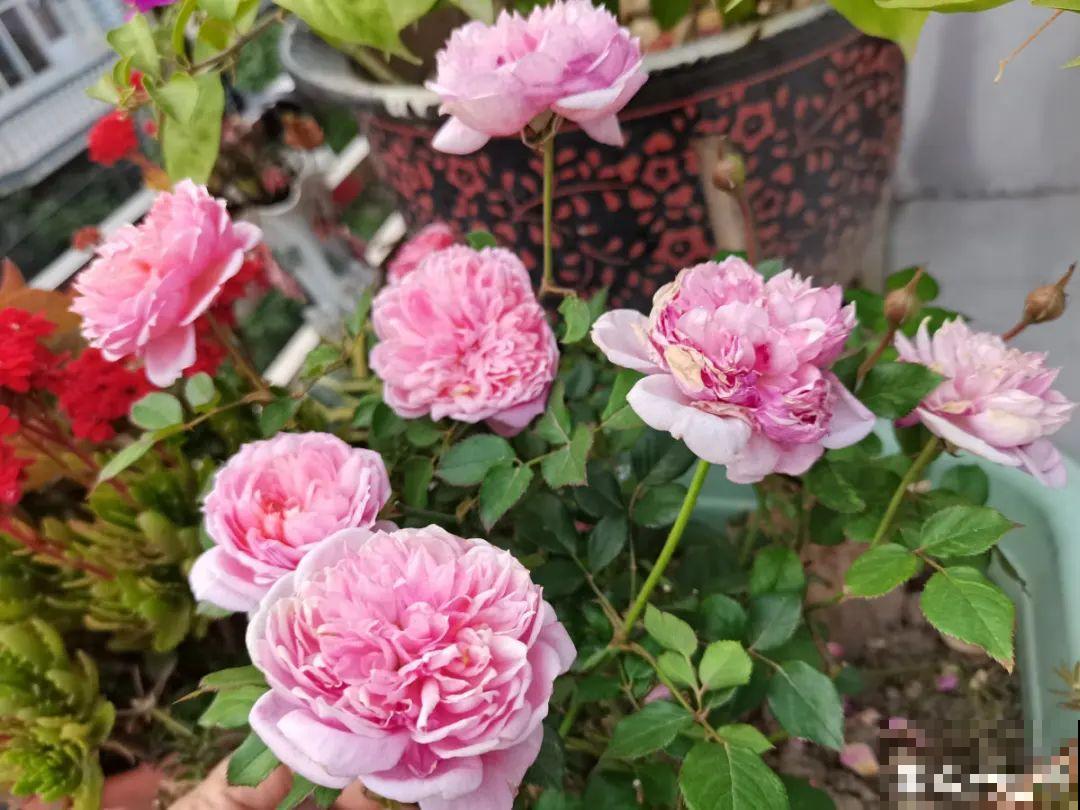 小阳台的开花机器,花期能达大半年,月月爆开不歇气,真香! 小阳台的开花机器,花期能达大半年,月月爆开不歇气,真香!
