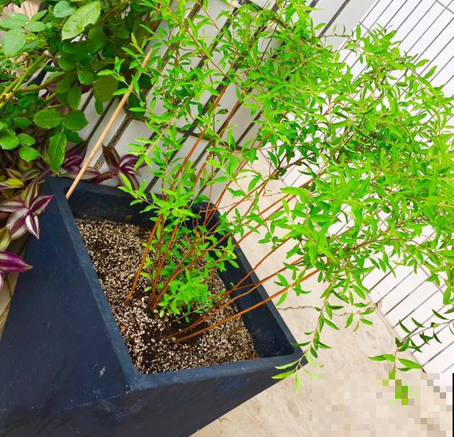 4种年宵花，拒绝大红大绿，就要“小清新”