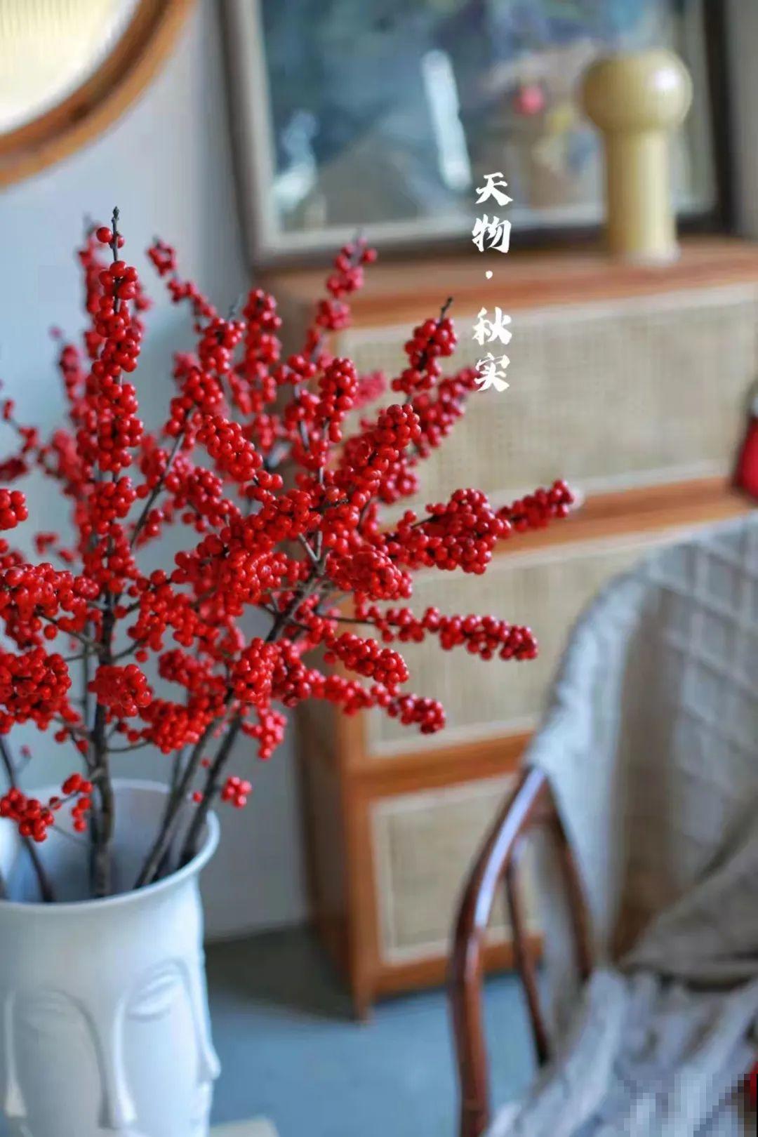 家里养盆北美冬青,红红火火,财源广进 家里养盆北美冬青,红红火火,财源广进