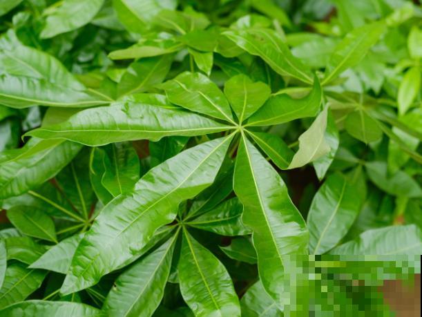 家里养殖发财树，要想换土，这5点要知道