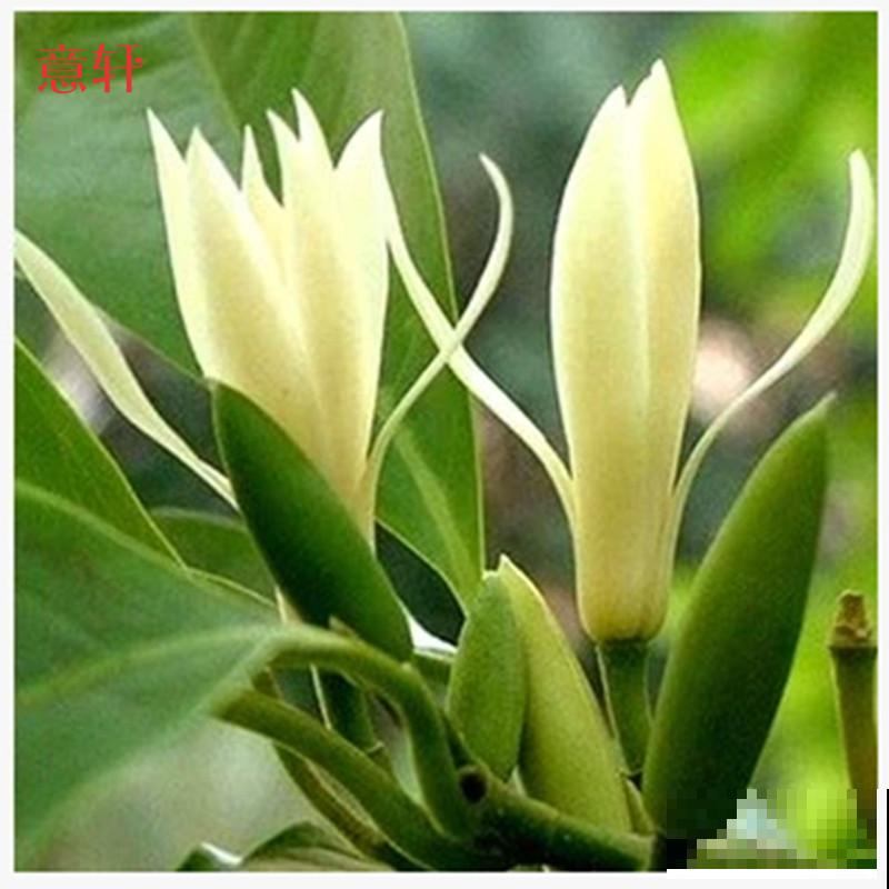 黄角兰叶子发黑，原因主要是这4点，注意好不再犯