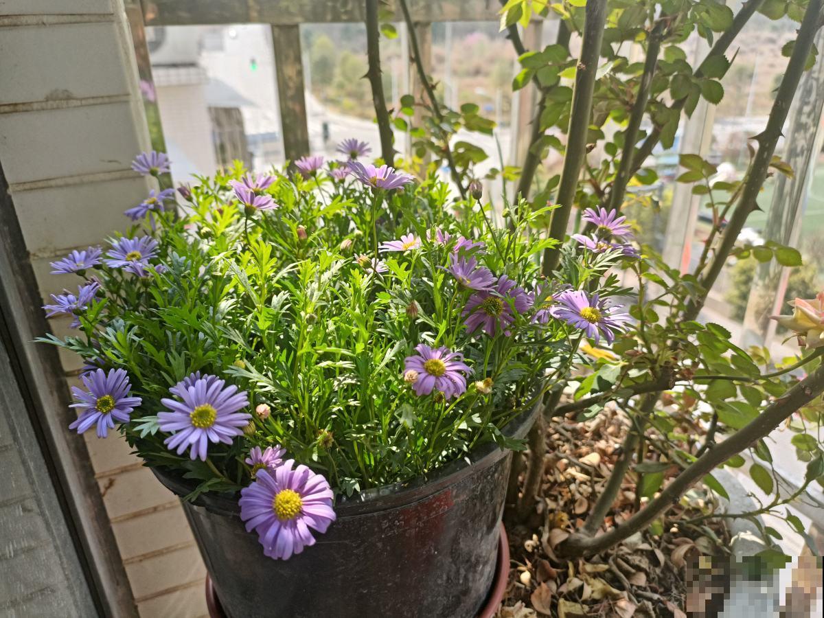 5种花正月剪一剪，下个月爆开花，好养的很